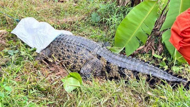 Evakuasi Buaya Jumbo di Bekasi Butuh Waktu 2 Jam, Damkar Alami Kendala Bobot dan Perlawanan Hewan