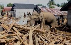 Penggunaan 4 Gajah untuk Bersihkan Puing Banjir di Aceh Tuai Kritik Etis dari Masyarakat