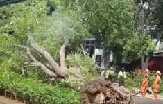 Pohon Tumbang Di Jalan Gunawarman Arah Senopati Jakarta Selatan, Sebabkan Kemacetan