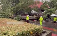 Pohon Tumbang di Kawasan Kota Tua Timpa Area Depan Polsek Tamansari, Petugas Lakukan Evakuasi