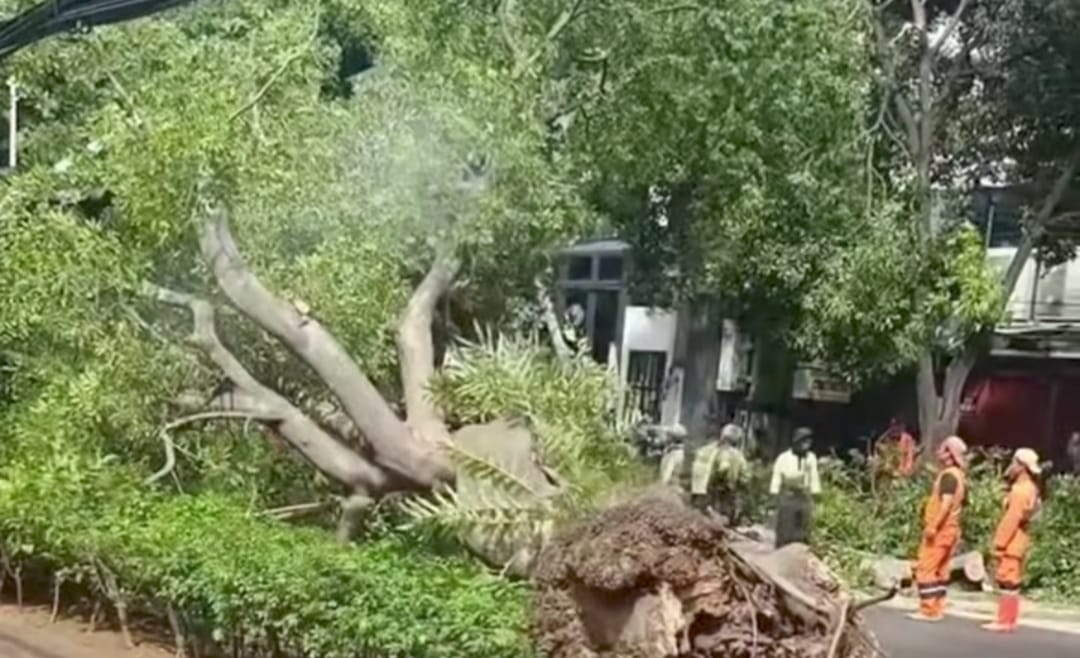 Pohon Tumbang Di Jalan Gunawarman Arah Senopati Jakarta Selatan, Sebabkan Kemacetan