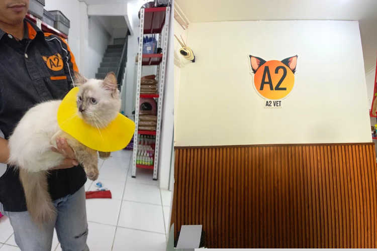 A2VET Praktik Dokter Hewan Buka 24 Jam, Solusi Darurat Kesehatan Hewan Peliharaan 2 Klinik Hewan A2 Vet