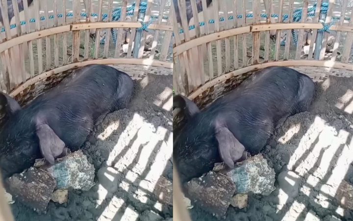 Heboh! Diduga Babi Ngepet di Tulungagung, MUI Jatim Tegas Bahaya Kemusrikan, Netizen: 2026 Masih Percaya Beginian?