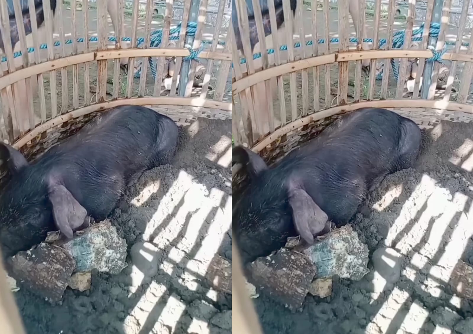 Heboh! Diduga Babi Ngepet di Tulungagung, MUI Jatim Tegas Bahaya Kemusrikan, Netizen: 2026 Masih Percaya Beginian?