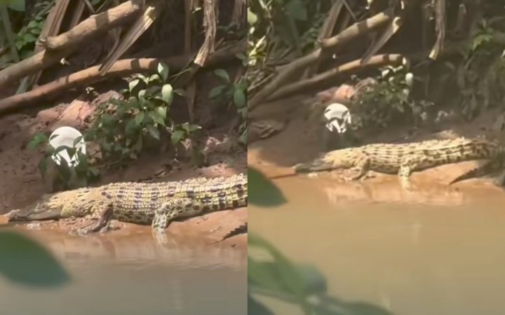 Viral Ada Buaya di SMAN 5 Depok Bernama Lisa, Damkar Turun Cek Lokasi