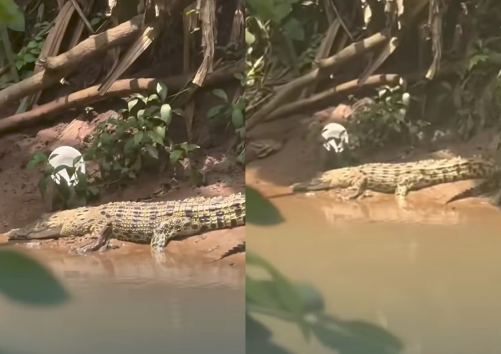 Viral Ada Buaya di SMAN 5 Depok Bernama Lisa, Damkar Turun Cek Lokasi