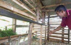 Pencurian Domba di Mekarwangi Bogor Gegerkan Warga, 11 Ekor Disembelih di Kandang dan Tinggal Jeroan