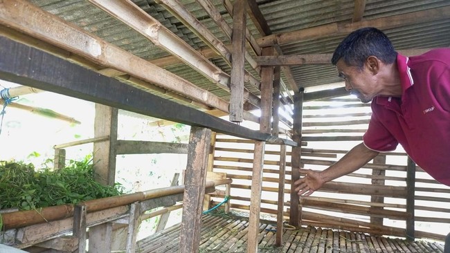 Pencurian Domba di Mekarwangi Bogor Gegerkan Warga, 11 Ekor Disembelih di Kandang dan Tinggal Jeroan