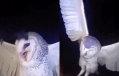 Ibu Tembak Burung Hantu di NTT Gegara Ganggu Tidur, Netizen: Tolong Diproses Hukum!