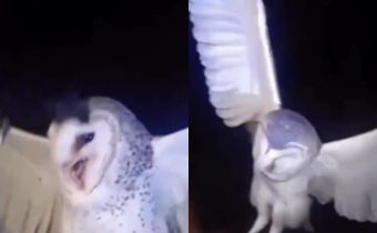 Ibu Tembak Burung Hantu di NTT Gegara Ganggu Tidur, Netizen: Tolong Diproses Hukum!