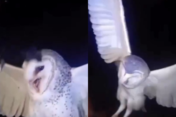 Ibu Tembak Burung Hantu di NTT Gegara Ganggu Tidur, Netizen: Tolong Diproses Hukum!