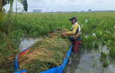 Ratusan Hektar Sawah Terancam Gagal Panen Gegara Banjir Tangerang, Tinggi Air Capai 1 Meter