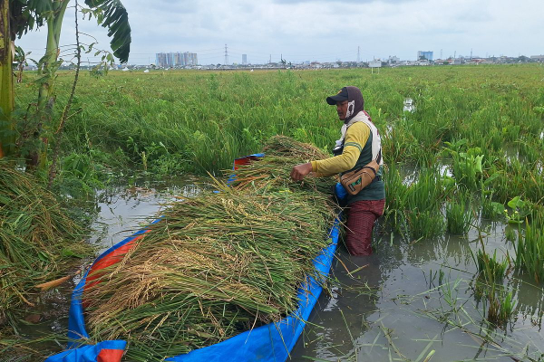 Ratusan Hektar Sawah Terancam Gagal Panen Gegara Banjir Tangerang, Tinggi Air Capai 1 Meter