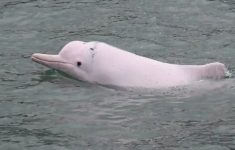 Lumba-Lumba Putih Muncul di Perairan Asahan Sumut, Begini Kondisinya Sekarang