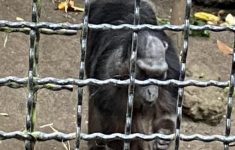 Sedih! Satwa Bandung Zoo Alami Stres Berat, Begini Kondisinya Sekarang