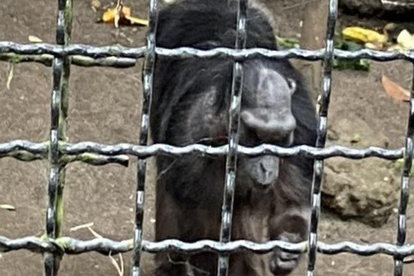 Sedih! Satwa Bandung Zoo Alami Stres Berat, Begini Kondisinya Sekarang