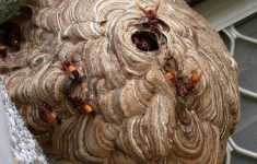 Bocah 8 Tahun Tersengat Lebah Vespa di Tanjunguban