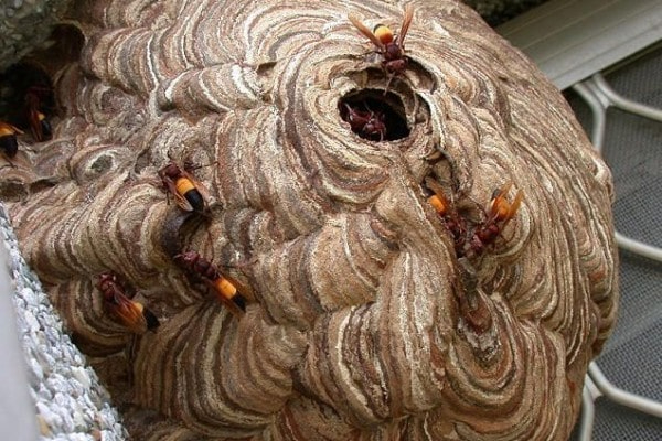 Bocah 8 Tahun Tersengat Lebah Vespa di Tanjunguban