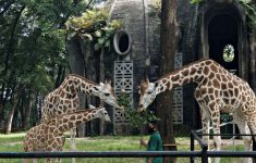 Atraksi Edukatif Ragunan Saat Libur Isra Miraj, Feeding Time hingga Keeper Talk Jadi Daya Tarikv