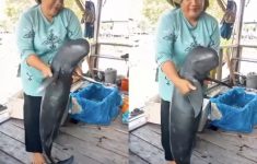 Terungkap Fakta Sebenarnya! Mamalia Air Mirip Pesut dalam Video Viral Ternyata Bukan dari Mahakam