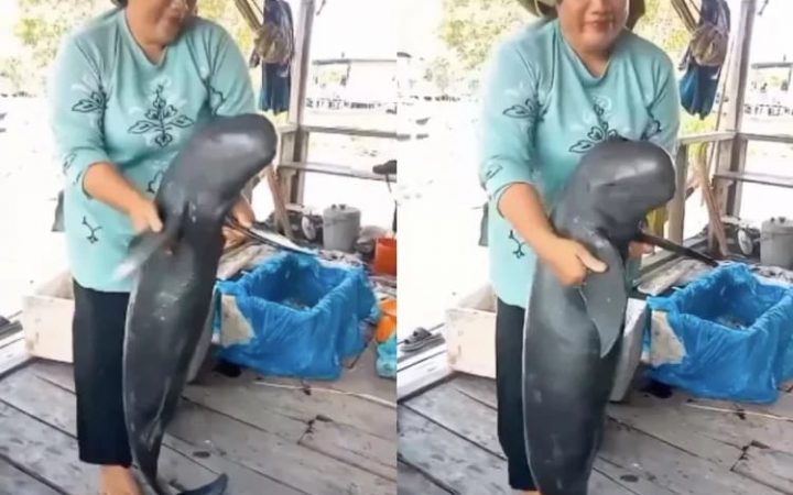 Terungkap Fakta Sebenarnya! Mamalia Air Mirip Pesut dalam Video Viral Ternyata Bukan dari Mahakam