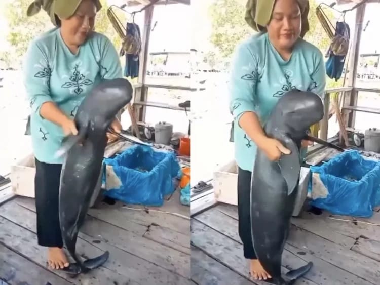 Terungkap Fakta Sebenarnya! Mamalia Air Mirip Pesut dalam Video Viral Ternyata Bukan dari Mahakam