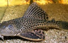 Waspada! Ikan Sapu-sapu dari Sungai Tercemar di Jakarta Berbahaya untuk Dikonsumsi