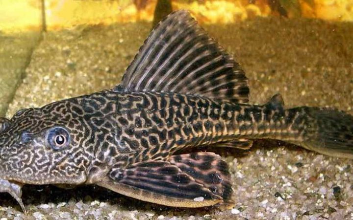 Waspada! Ikan Sapu-sapu dari Sungai Tercemar di Jakarta Berbahaya untuk Dikonsumsi