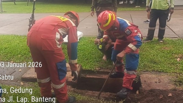 Ular Kobra Muncul di Lapangan Banteng Jakarta Pusat, Damkar Bergerak Cepat Evakuasi dalam 38 Menit