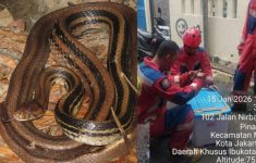 Geger! Ular Sapi Tiba-Tiba Jatuh dari Plafon Rumah Warga di Jaktim