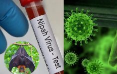 Heboh Virus Nipah di India, Apa Itu Virus Nipah? Kenali Gejala, dan Cara Menceganya!