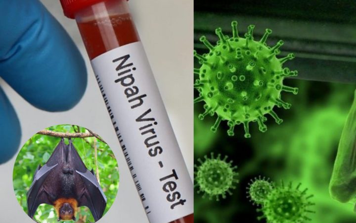 Heboh Virus Nipah di India, Apa Itu Virus Nipah? Kenali Gejala, dan Cara Menceganya!