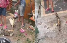 Viral Leher Kucing Diikat Tali di Bali, Yayasan Harus Bayar Rp 1 Juta untuk Selamatkan