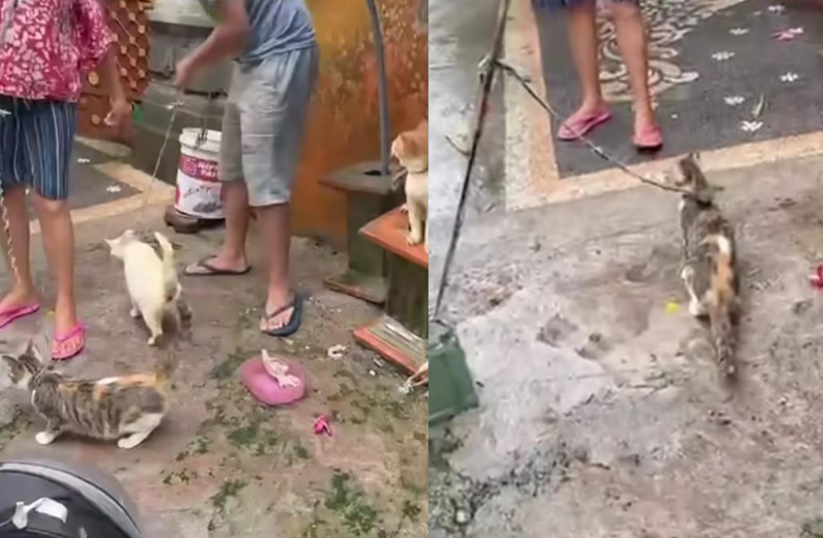 Viral Leher Kucing Diikat Tali di Bali, Yayasan Harus Bayar Rp 1 Juta untuk Selamatkan