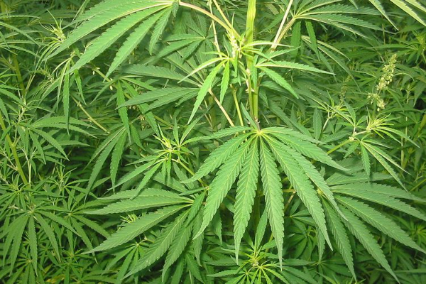 Kronologi Konten Kreator Tertangkap Tanam Ganja dalam Rumah di Jagakarsa,Terbiasa Sejak Tinggal di AS