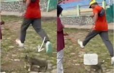 Polisi Kantongi Identitas Pria Tendang Kucing di Blora, Netizen: Semoga Ada Keadilan