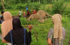 Gajah Sumatera Mati Terlilit Kabel di Aceh, Diduga Tersengat Listrik Tegangan Tinggi