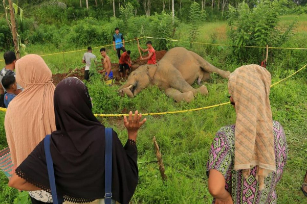 Gajah Sumatera Mati Terlilit Kabel di Aceh, Diduga Tersengat Listrik Tegangan Tinggi