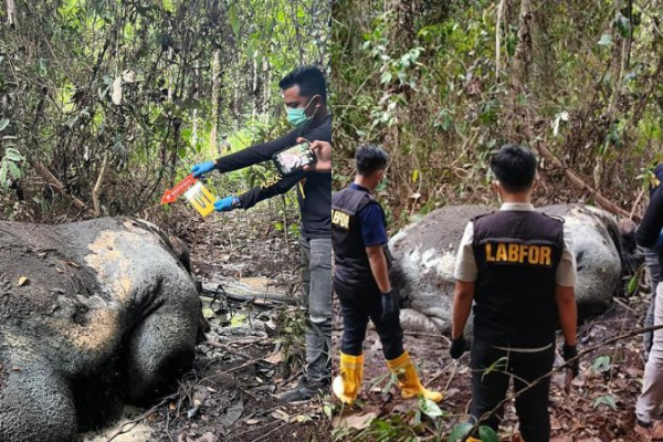 Gajah Sumatera Terbunuh Mengenaskan di Riau: Kepala dan Gading Hilang