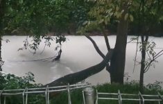 Ikan Mati di Sungai Jaletreng Tangsel Usai Kebakaran Pabrik Pestisida, Polisi Minta Warga Jangan Konsumsi