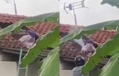 Viral Warga Cilacap Tewas Diserang Tawon Vespa Saat Bersihkan Tandon Air, Netizen: Turut Berdukacita