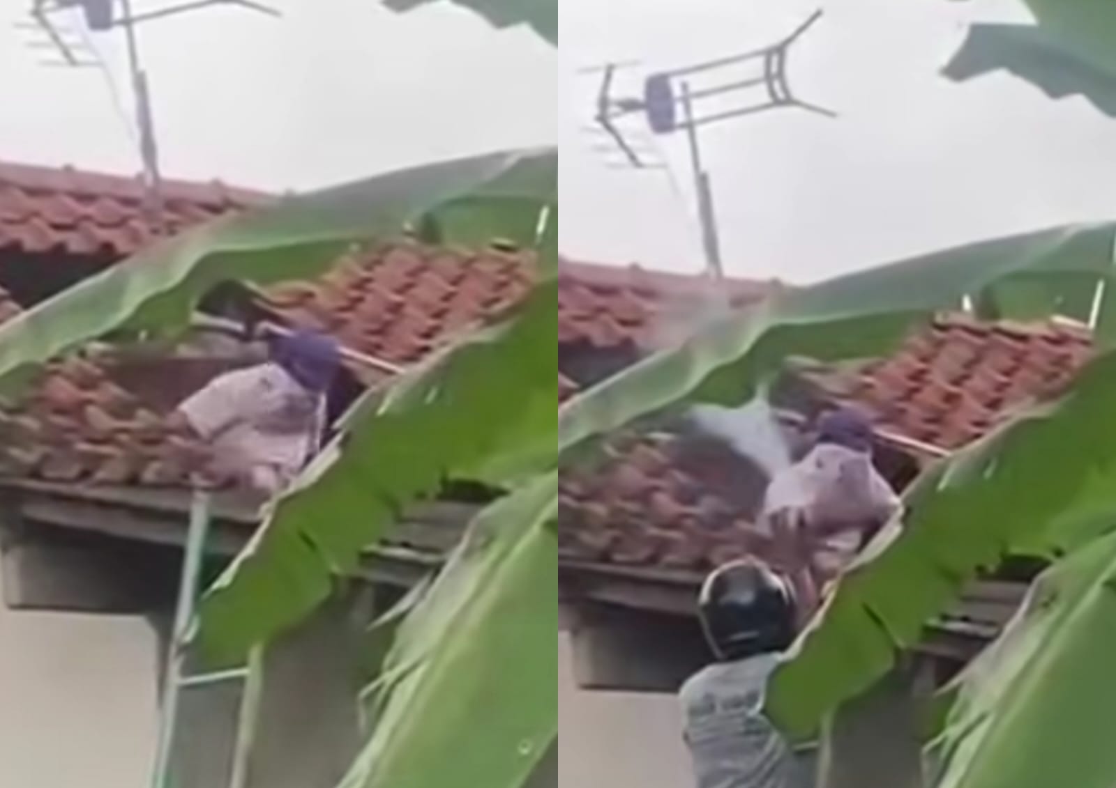 Viral Warga Cilacap Tewas Diserang Tawon Vespa Saat Bersihkan Tandon Air, Netizen: Turut Berdukacita