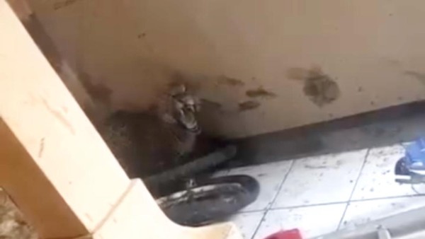 Heboh! Macan Tutul di Bandung Masuk Permukiman Sempat Tiduran di Teras Warga Sebabkan 2 Orang Luka