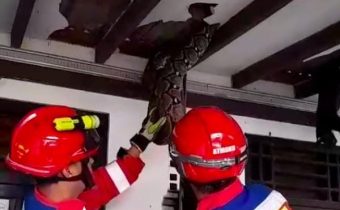 Geger! Ular Sanca 4 Meter di Plafon Rumah Pasar Minggu Jaksel Hingga Atap Rumah Jebol