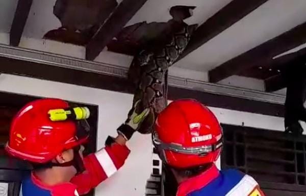 Geger! Ular Sanca 4 Meter di Plafon Rumah Pasar Minggu Jaksel Hingga Atap Rumah Jebol
