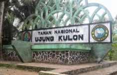 Kronologi Lansia Tebang Pohon Kecapi di TNUK, Divonis 2 Tahun Penjara
