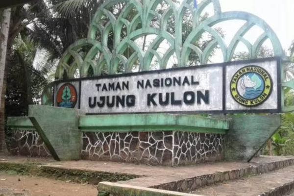 Kronologi Lansia Tebang Pohon Kecapi di TNUK, Divonis 2 Tahun Penjara