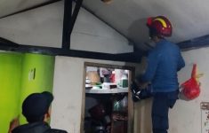 Bikin Geger! Biawak Tiba-tiba Muncul di Plafon Dapur Rumah Warga Bogor