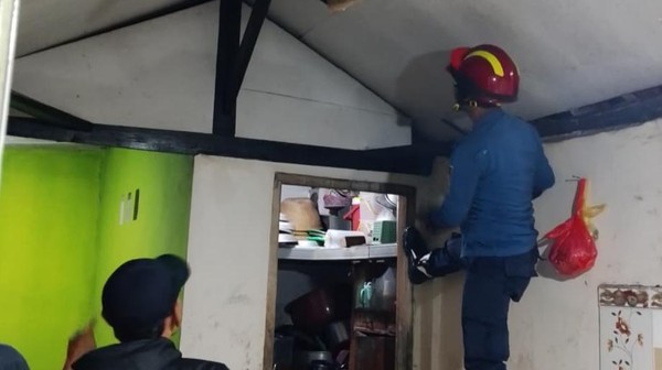 Bikin Geger! Biawak Tiba-tiba Muncul di Plafon Dapur Rumah Warga Bogor
