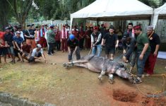 Tradisi Kebo Andil Jelang Lebaran di Depok, Warga Patungan Sebagai Simbol Kebersamaan